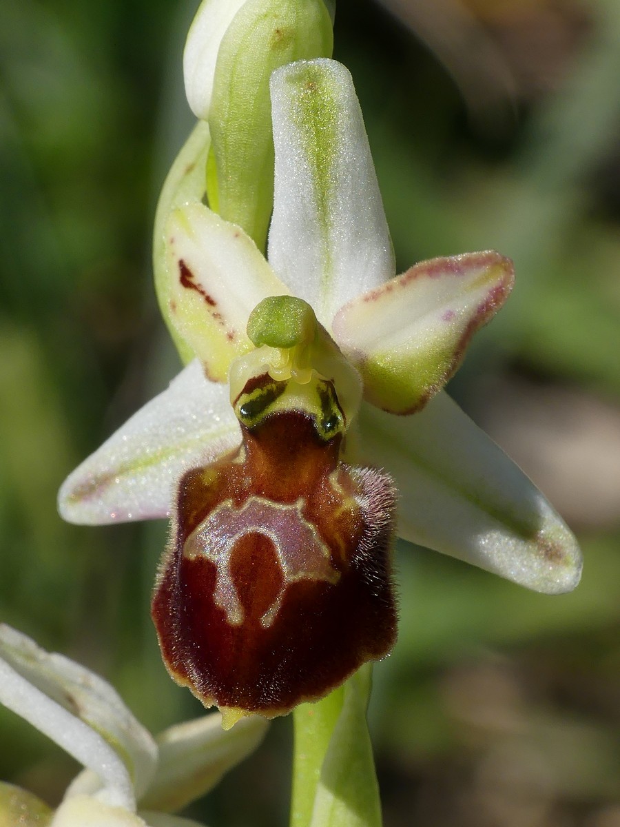 Ophrys exaltata subsp. montis-leonis e forme di variabilit nel Lazio, marzo e aprile 2018